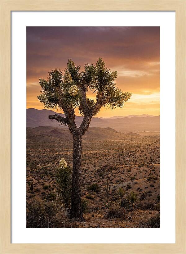 Joshua Tree Bloom At Sunset