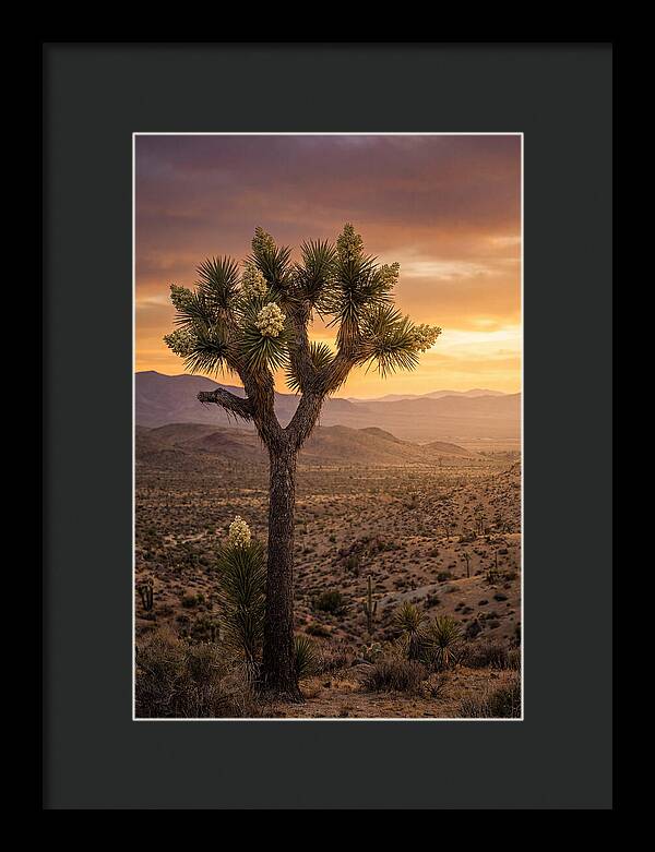 Joshua Tree Bloom At Sunset
