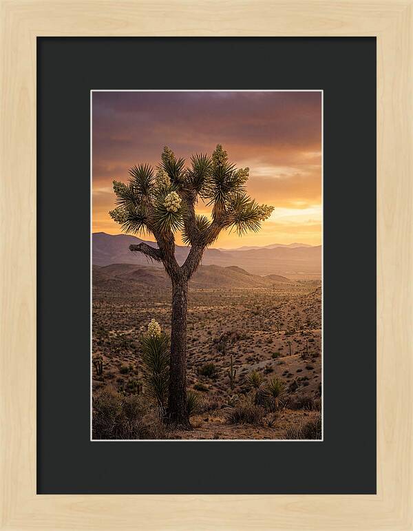 Joshua Tree Bloom At Sunset
