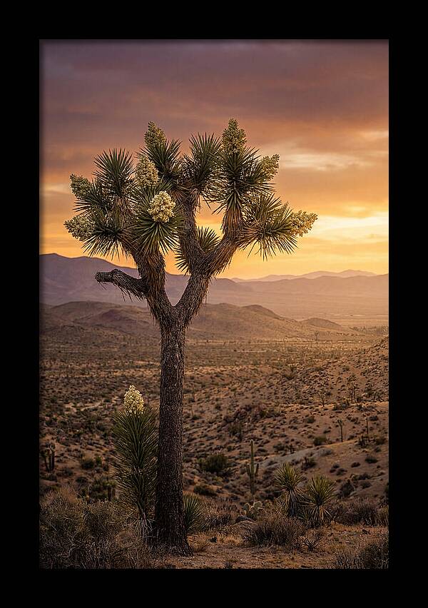 Joshua Tree Bloom At Sunset