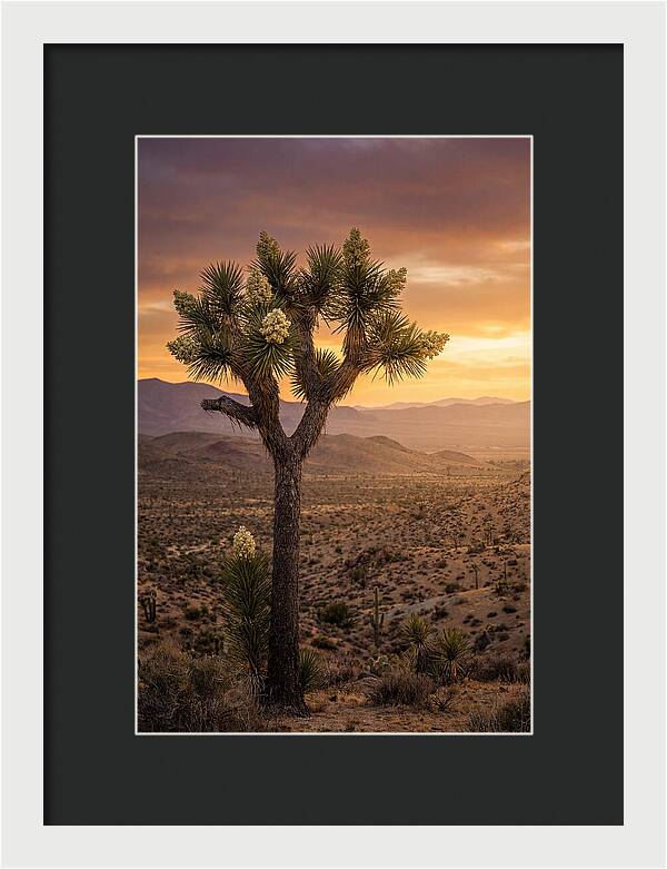 Joshua Tree Bloom At Sunset