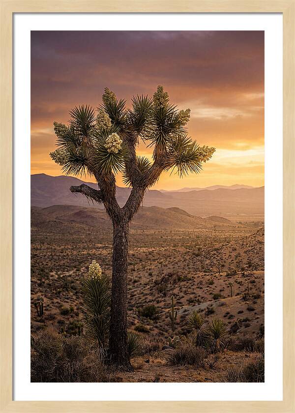 Joshua Tree Bloom At Sunset