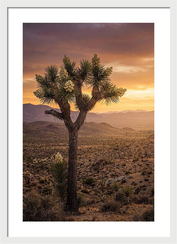 Joshua Tree Bloom At Sunset