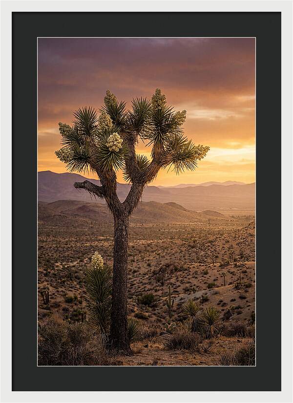 Joshua Tree Bloom At Sunset