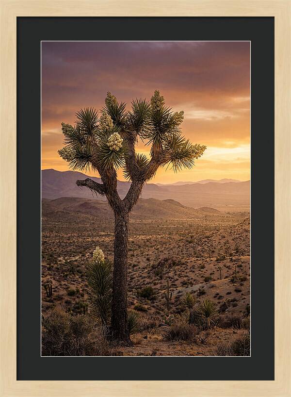 Joshua Tree Bloom At Sunset