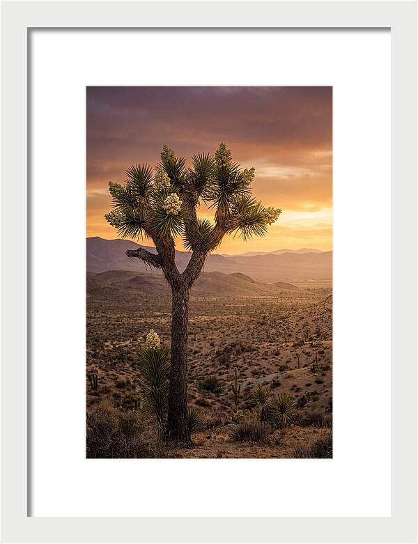 Joshua Tree Bloom At Sunset