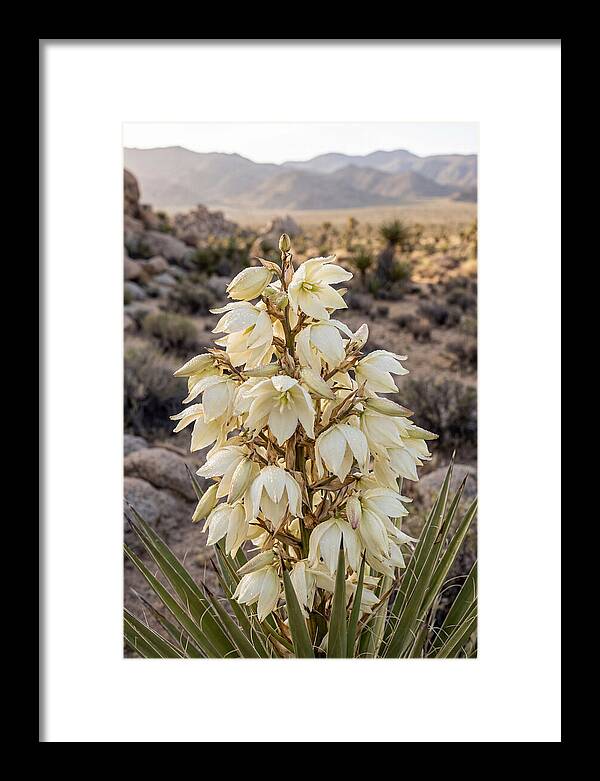 Joshua Tree Bloom
