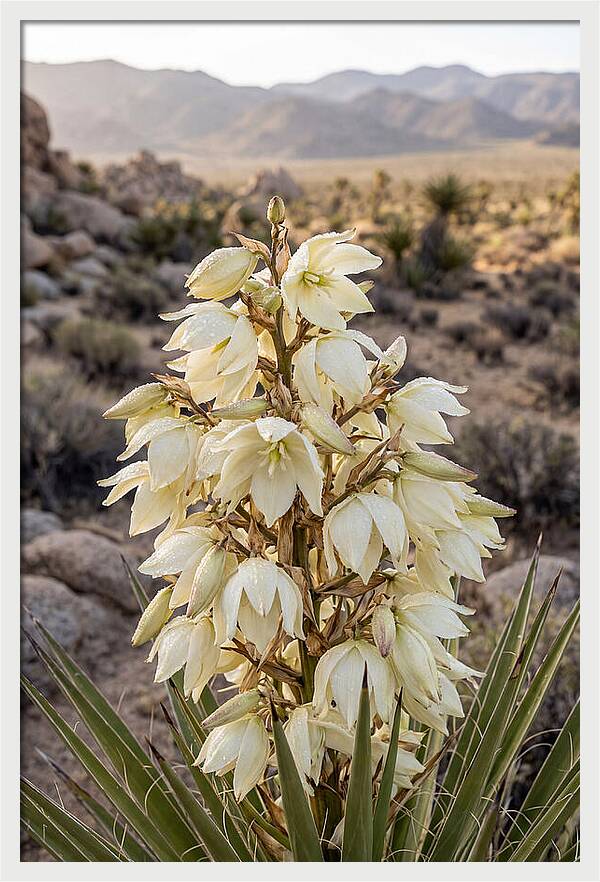 Joshua Tree Bloom