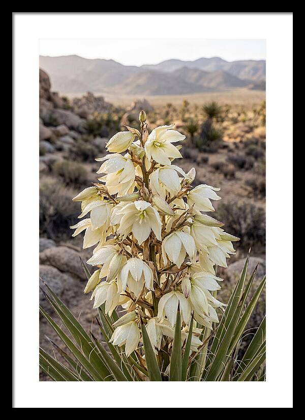 Joshua Tree Bloom