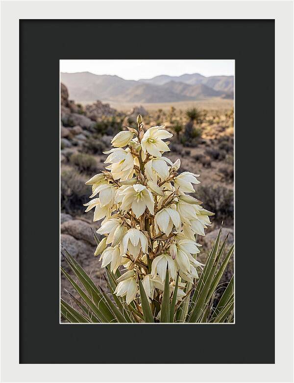 Joshua Tree Bloom