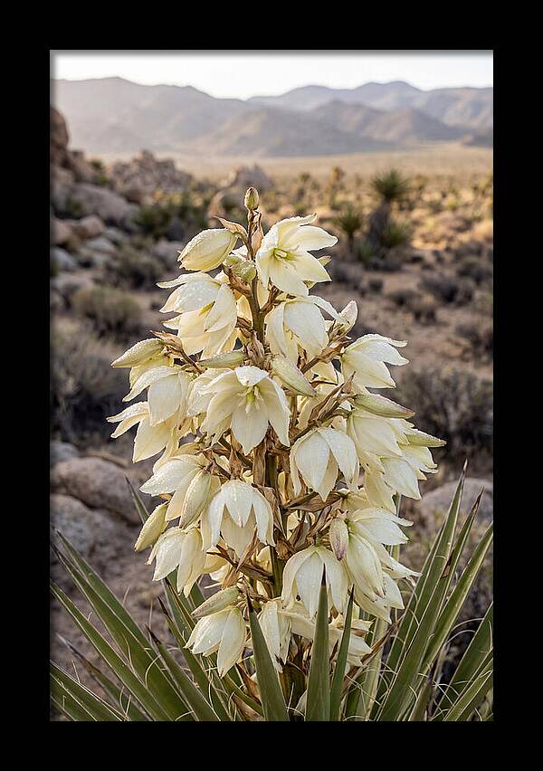 Joshua Tree Bloom