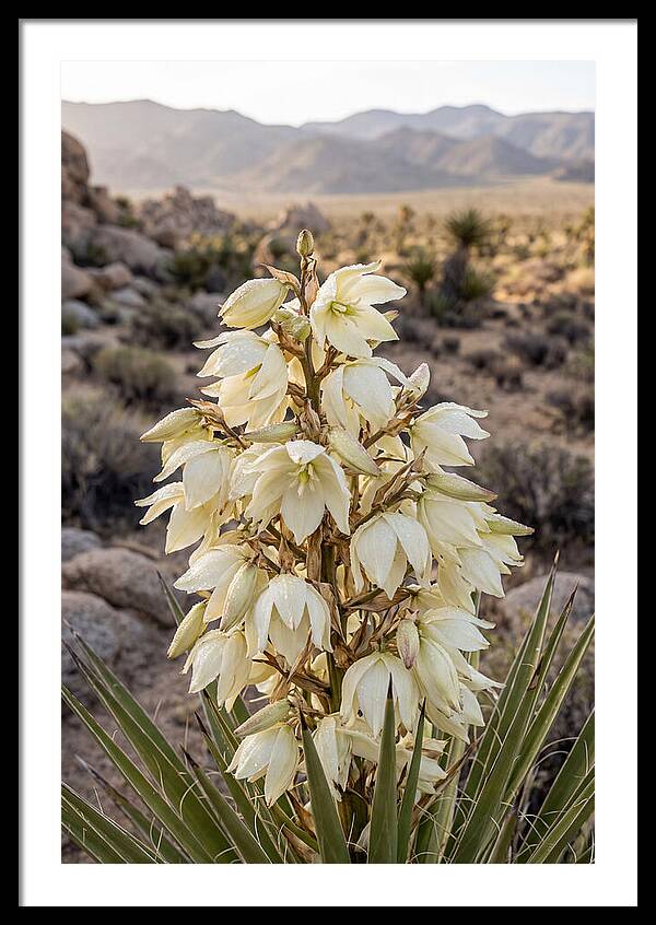 Joshua Tree Bloom