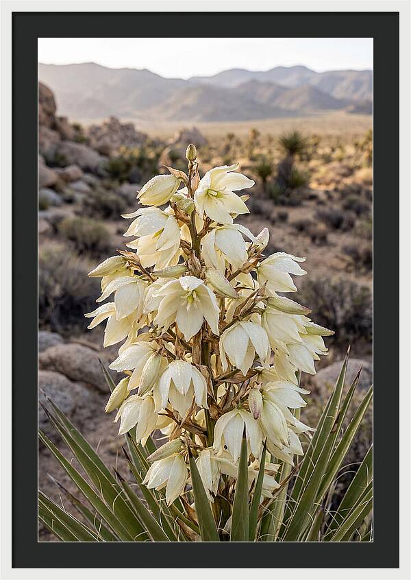 Joshua Tree Bloom
