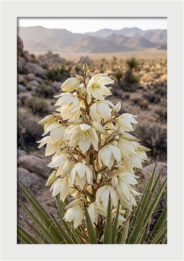 Joshua Tree Bloom