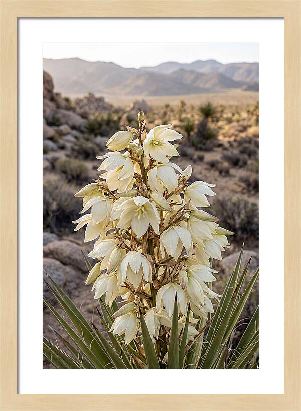 Joshua Tree Bloom
