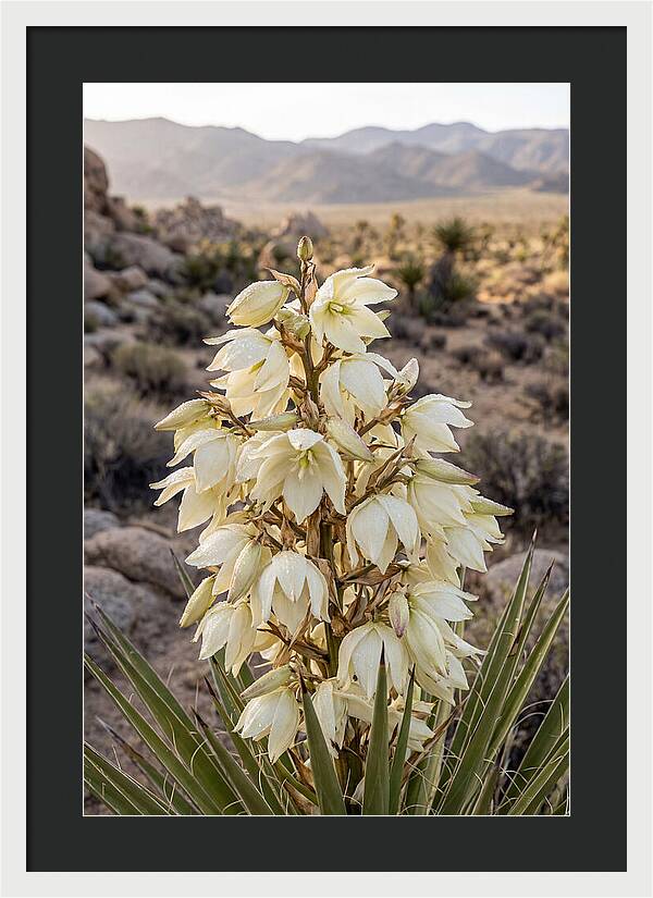 Joshua Tree Bloom
