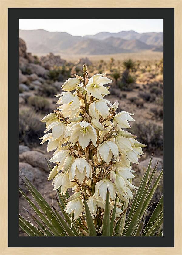 Joshua Tree Bloom