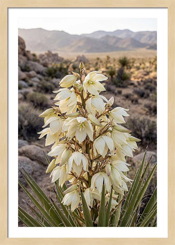 Joshua Tree Bloom