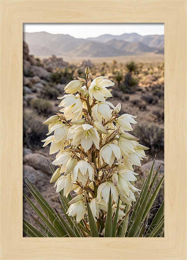 Joshua Tree Bloom