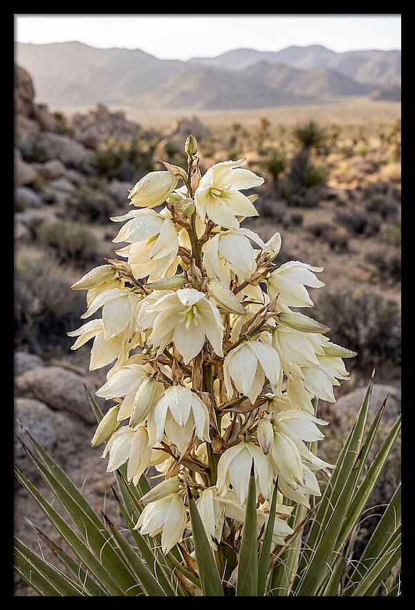 Joshua Tree Bloom