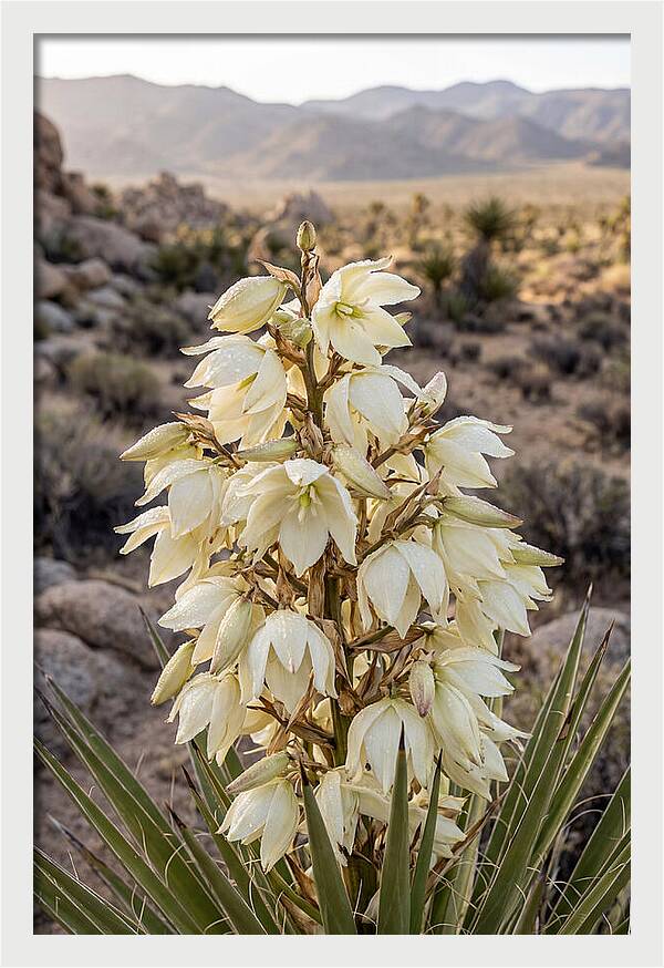 Joshua Tree Bloom