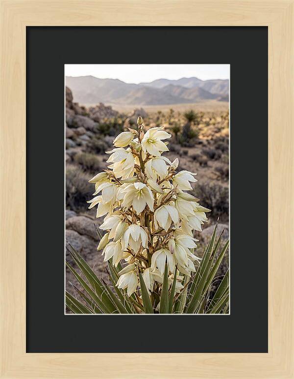 Joshua Tree Bloom