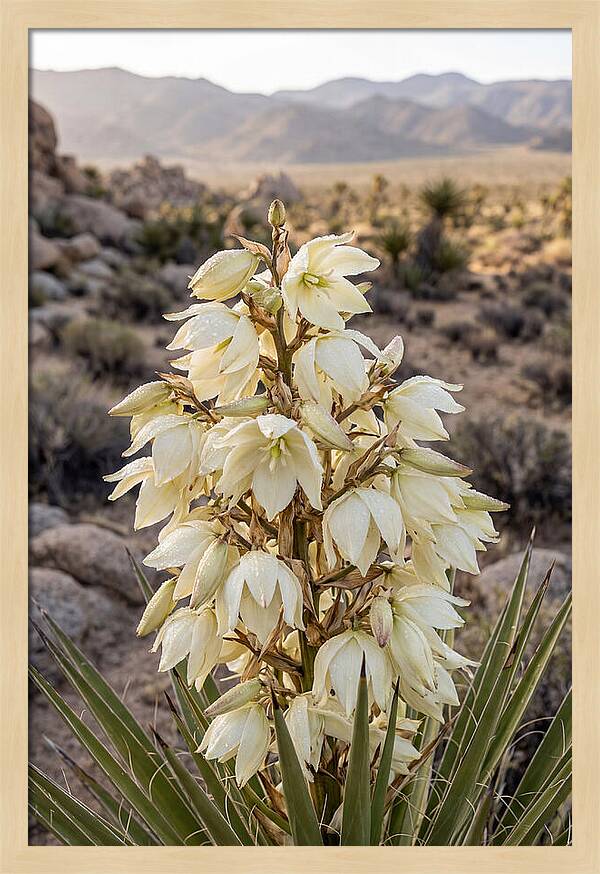 Joshua Tree Bloom
