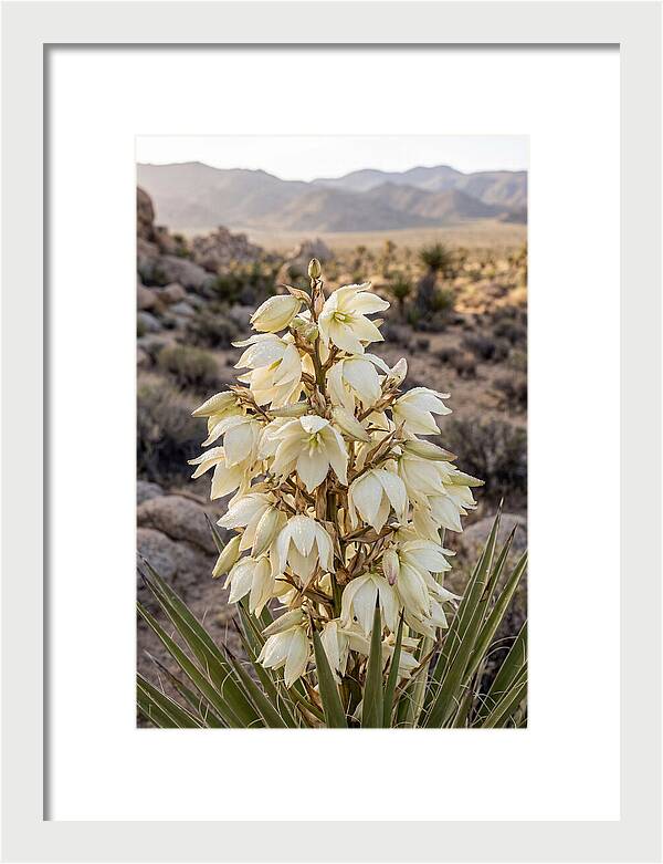 Joshua Tree Bloom