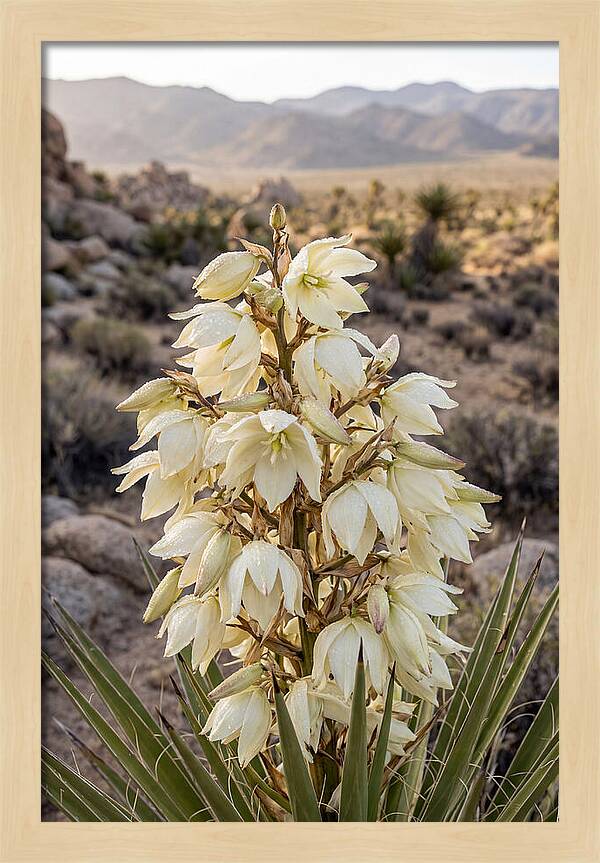 Joshua Tree Bloom