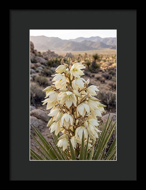 Joshua Tree Bloom
