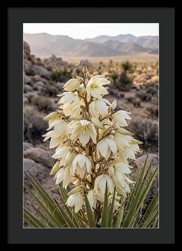 Joshua Tree Bloom