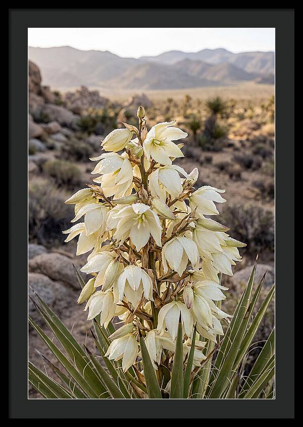 Joshua Tree Bloom