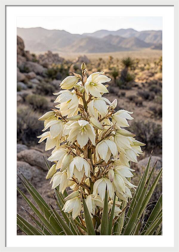 Joshua Tree Bloom