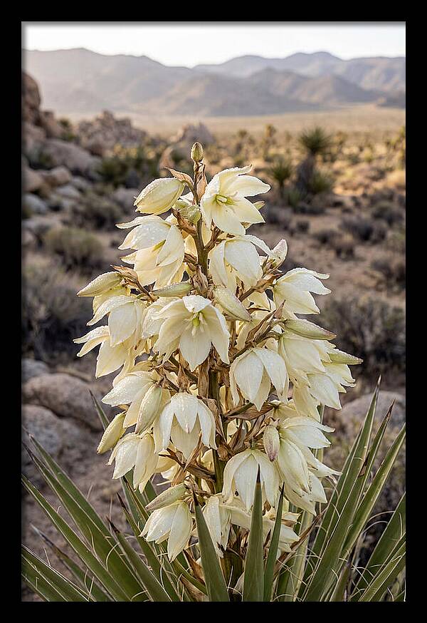 Joshua Tree Bloom
