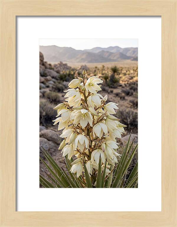 Joshua Tree Bloom