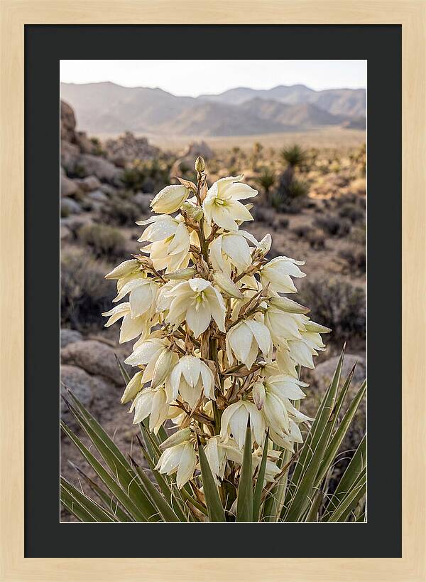 Joshua Tree Bloom