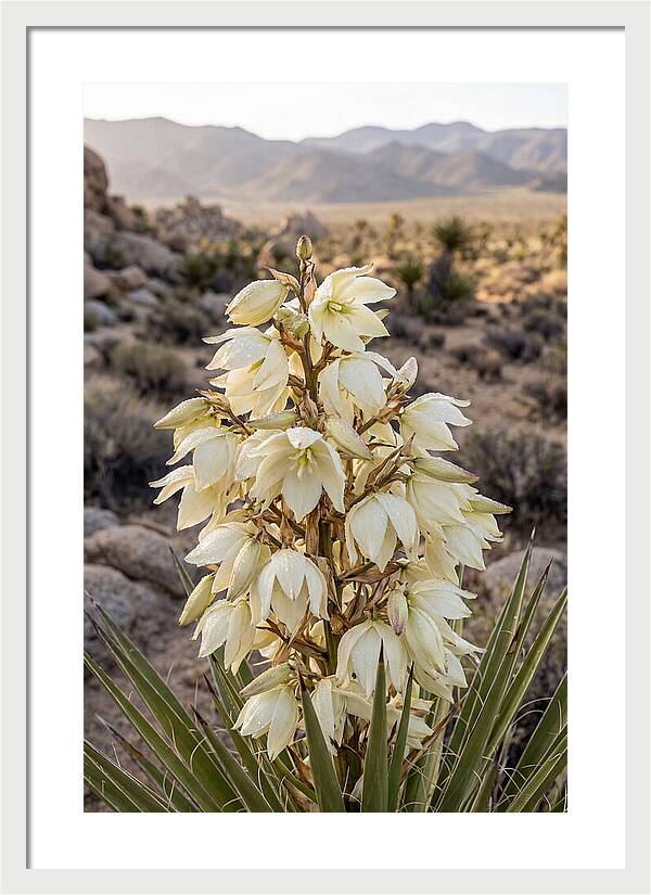 Joshua Tree Bloom