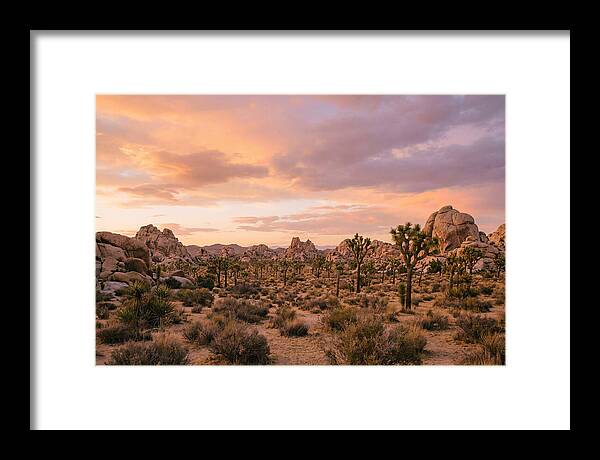 Joshua Tree Night Vista