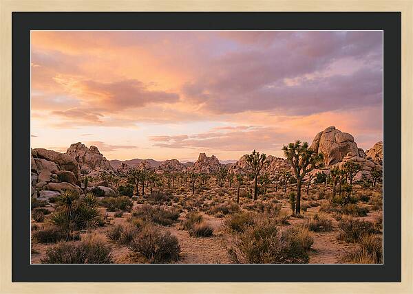 Joshua Tree Night Vista