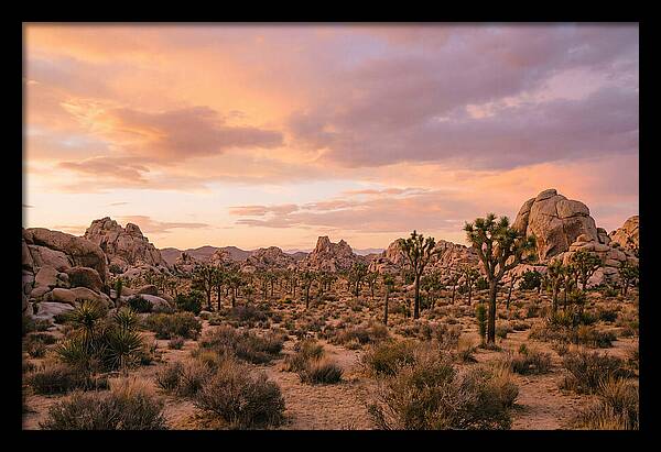Joshua Tree Night Vista