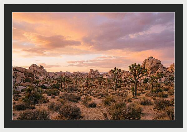 Joshua Tree Night Vista