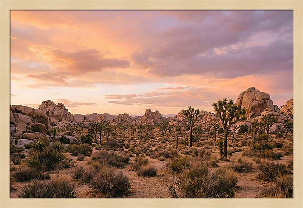 Joshua Tree Night Vista