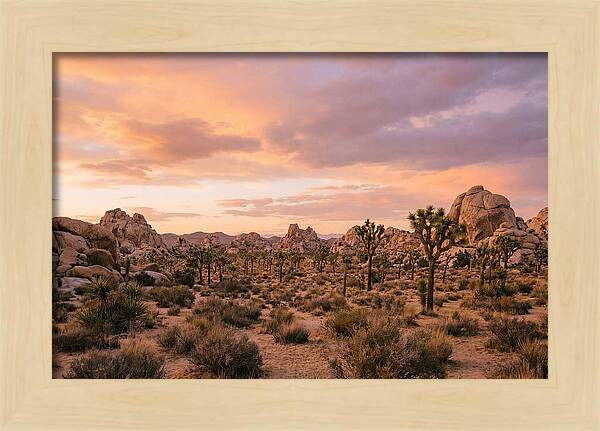 Joshua Tree Night Vista