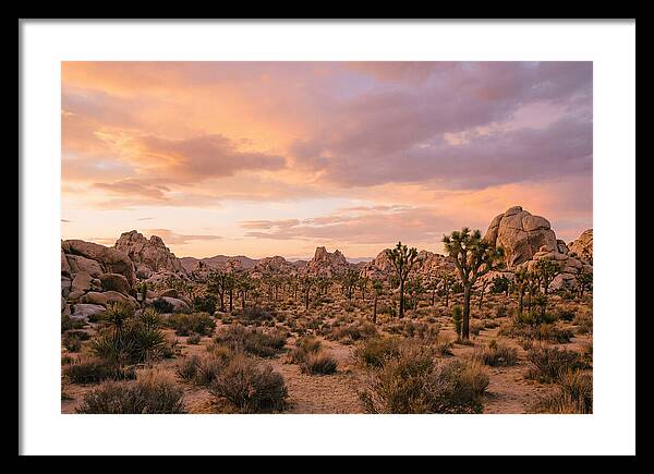 Joshua Tree Night Vista