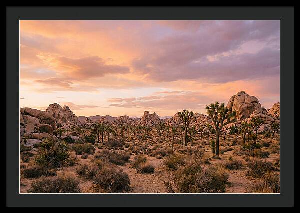 Joshua Tree Night Vista