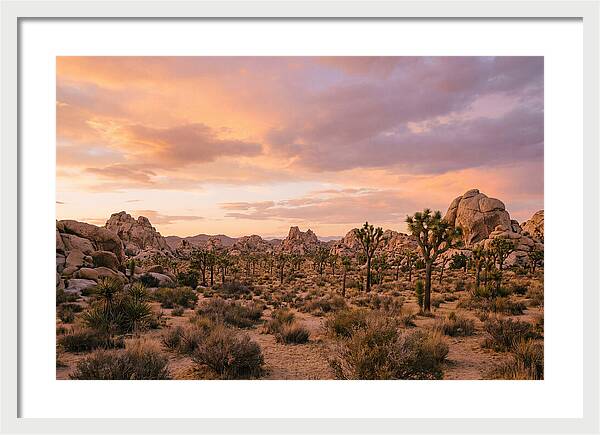 Joshua Tree Night Vista