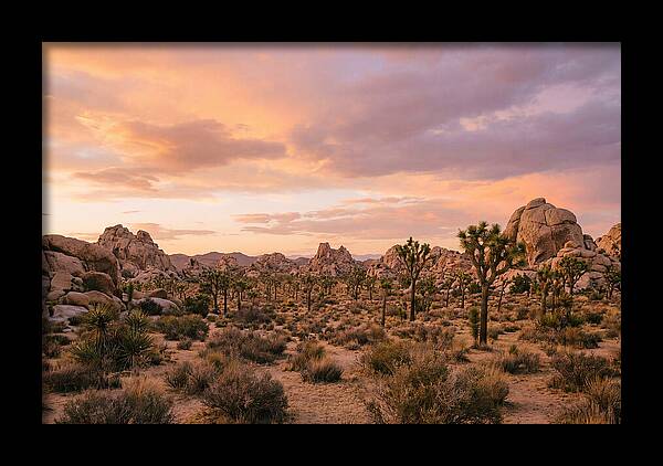 Joshua Tree Night Vista