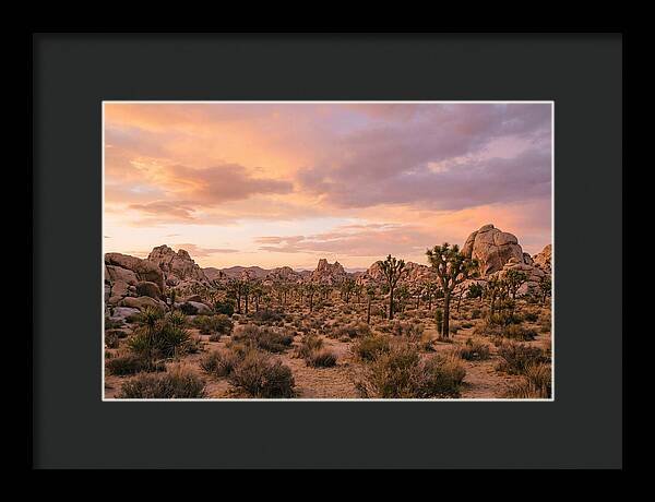 Joshua Tree Night Vista