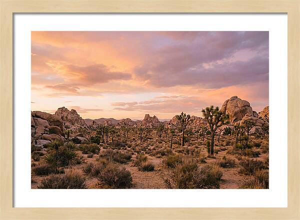 Joshua Tree Night Vista