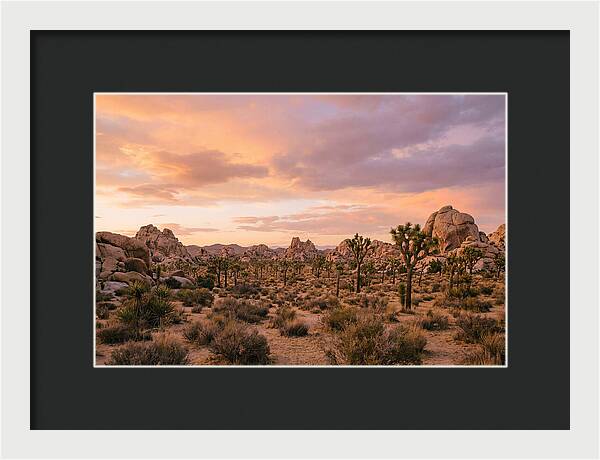 Joshua Tree Night Vista